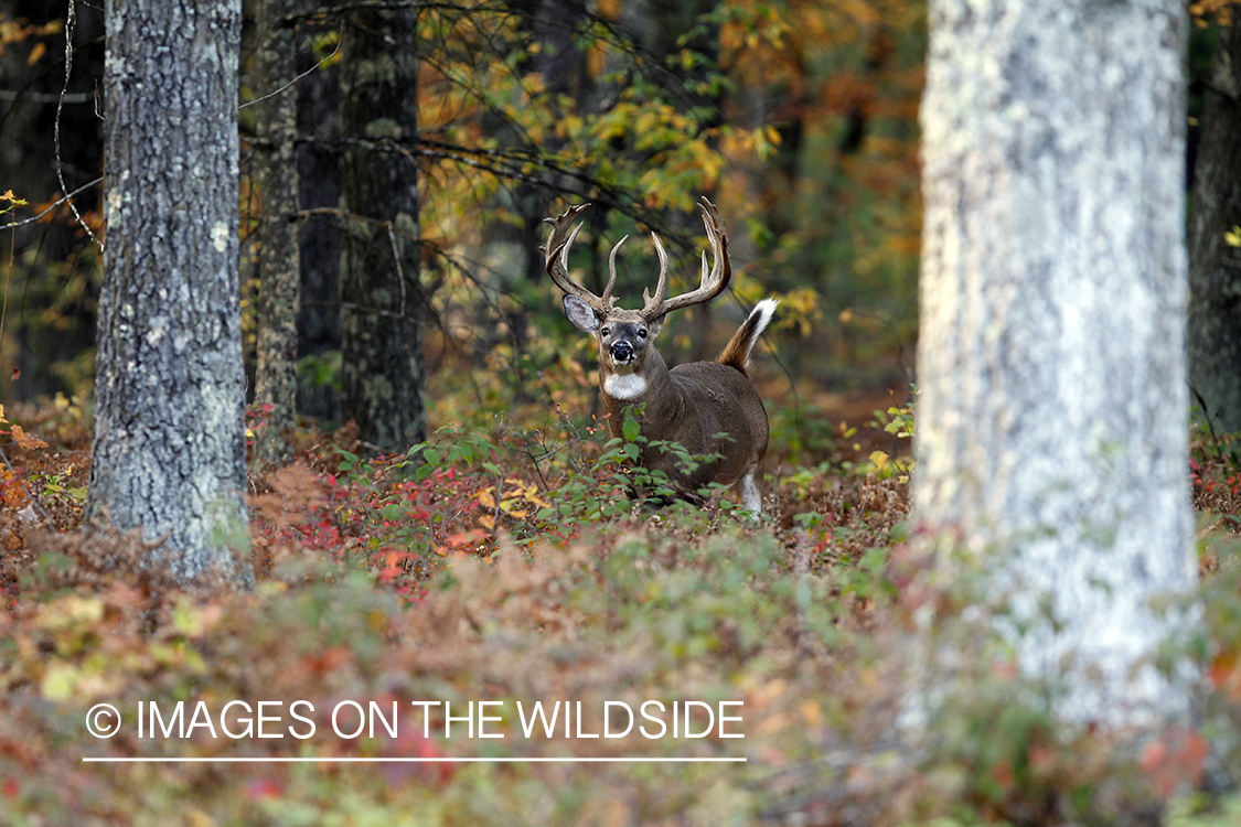 White-tailed buck in habitat. 