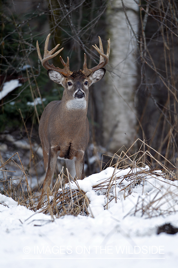 White-tailed buck in habitat.  