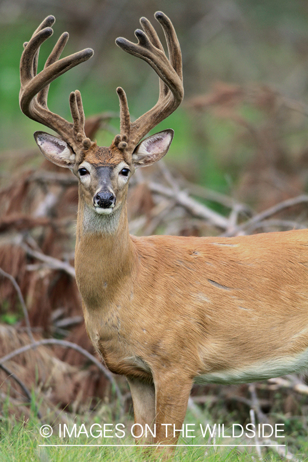 White-tailed buck in velvet.