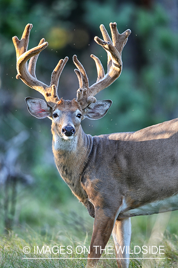 White-tailed buck in habitat.