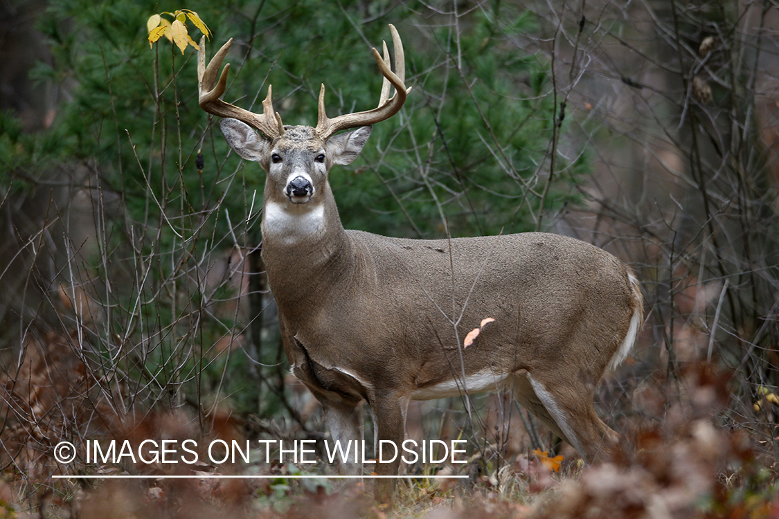 White-tailed buck in habitat.