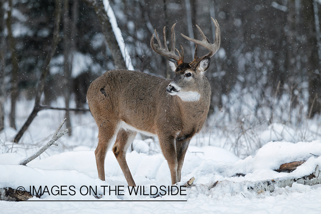 White-tailed buck in winter habitat.