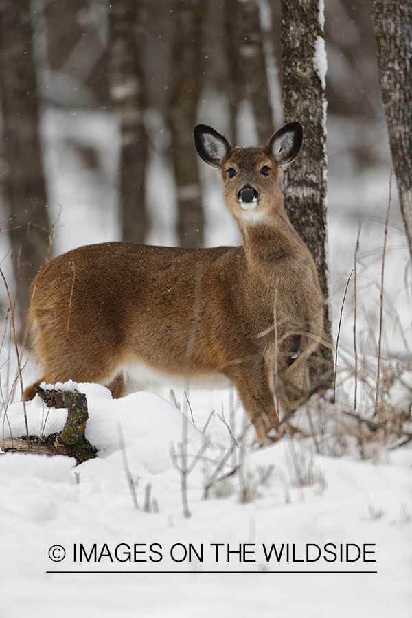 White-tailed fawn in habitat.