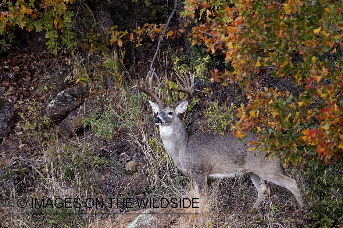 White-tailed buck in habitat.