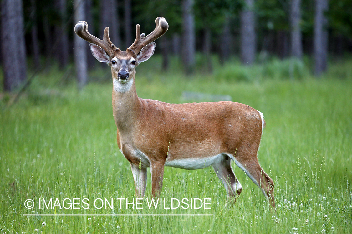 White-tailed buck in habitat.