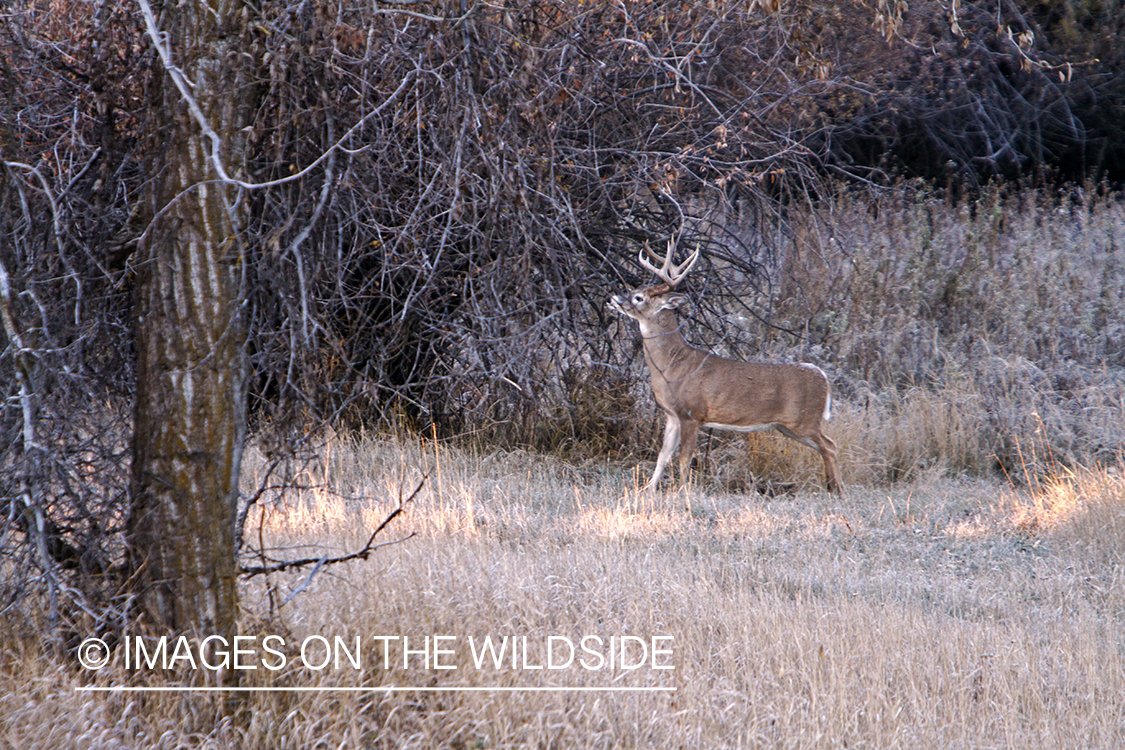 View of White-tailed buck in habitat from tree stand.