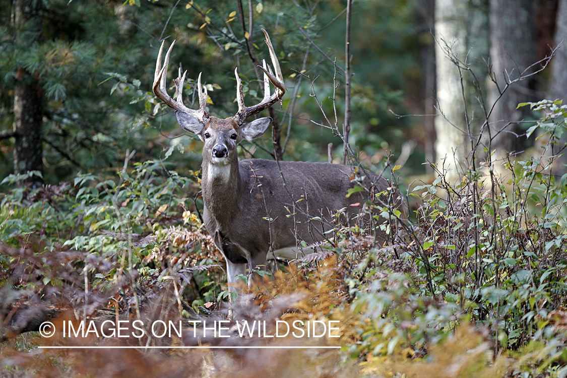 White-tailed buck in habitat.