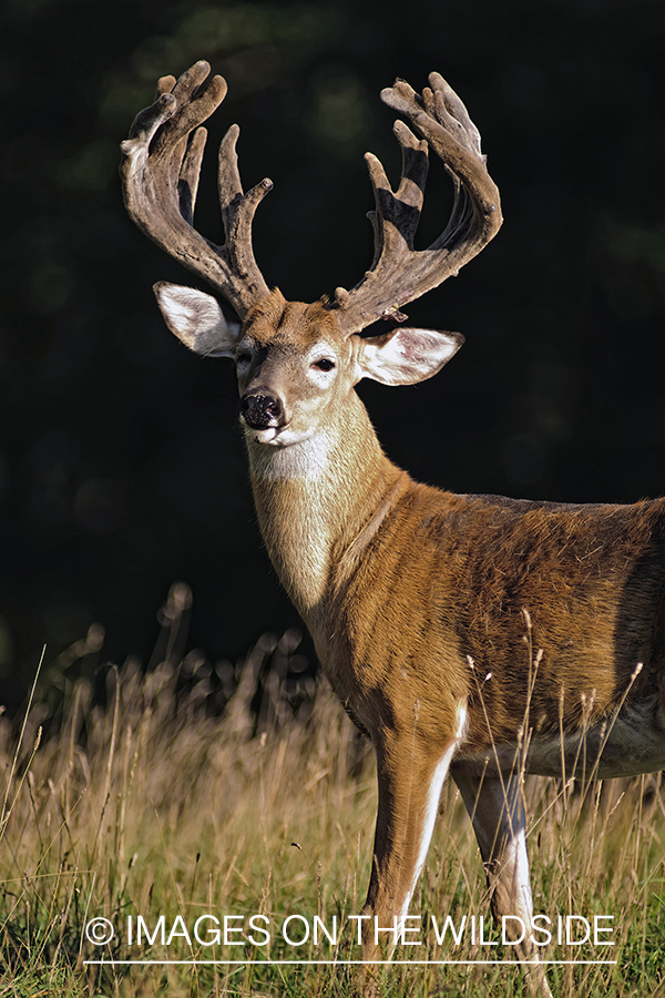 White-tailed buck in velvet.