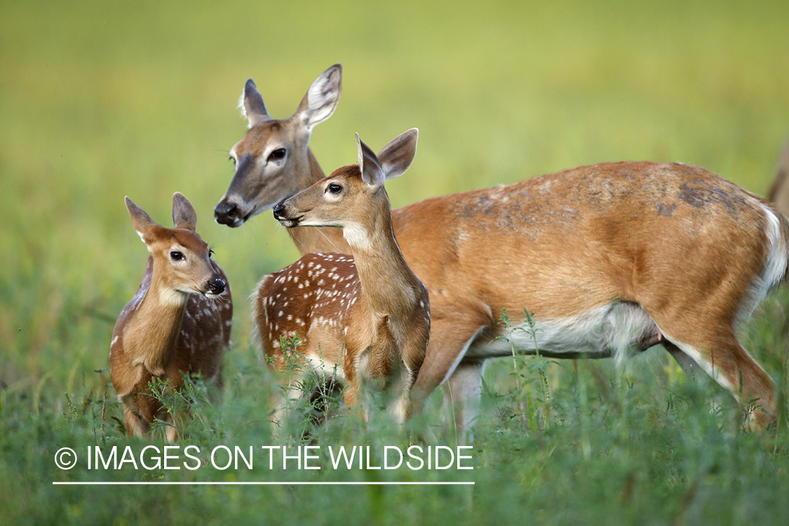 White-tailed doe with fawns in velvet.