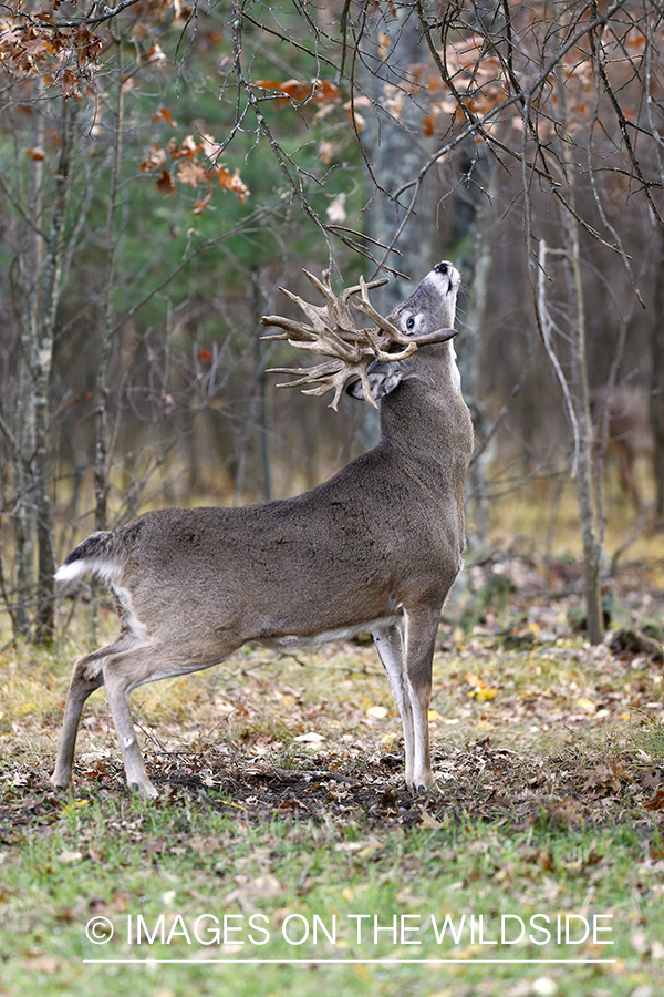 White-tailed buck scent marking.