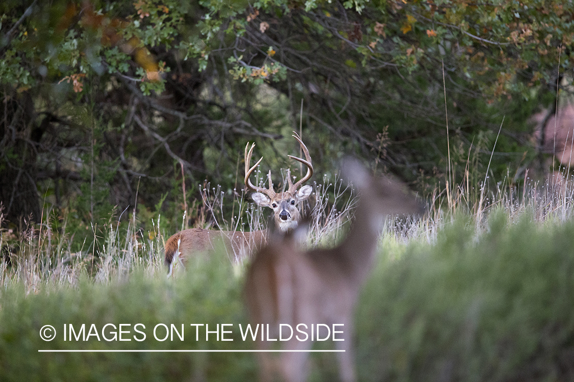 White-tailed buck approaching doe during the rut. 