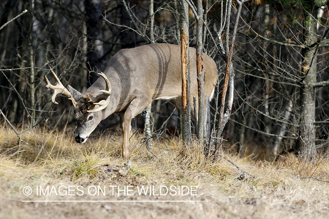 White-tailed buck following doe trail during the rut.