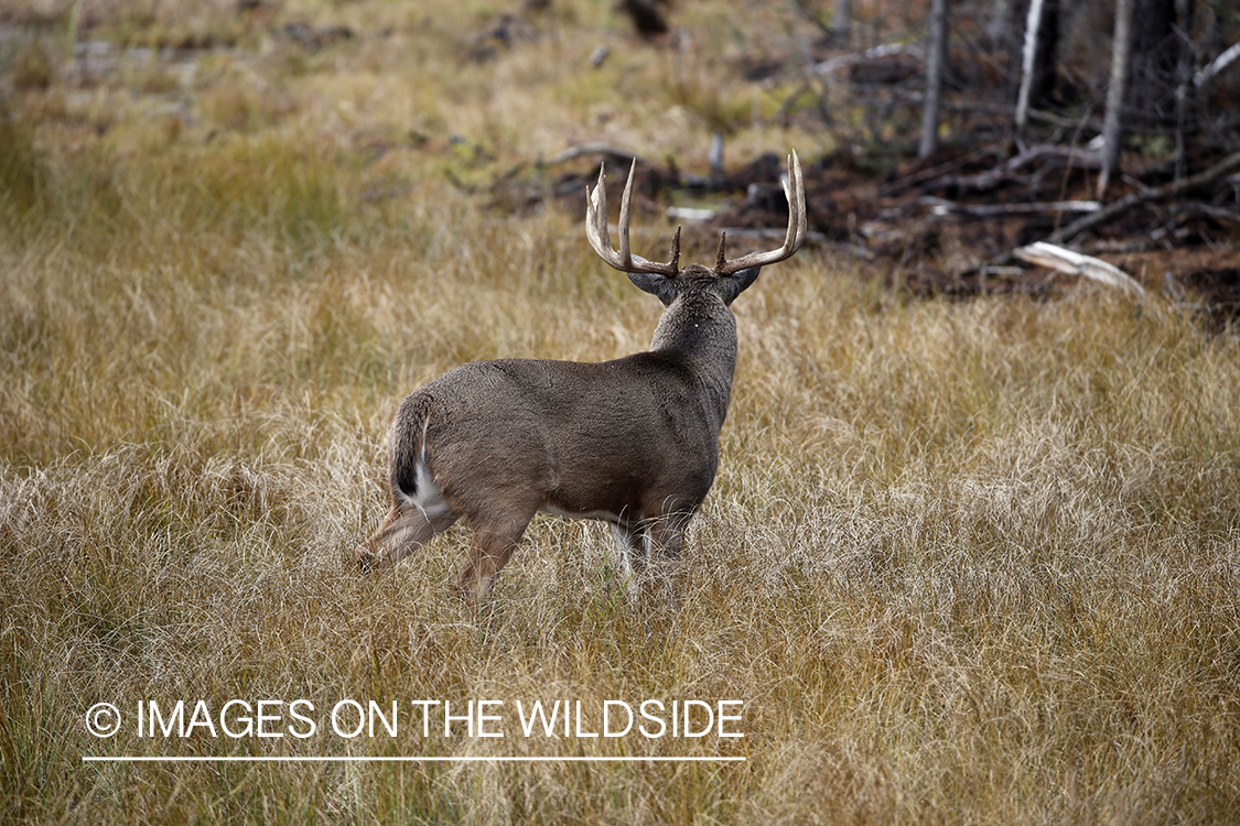 White-tailed buck in habitat.