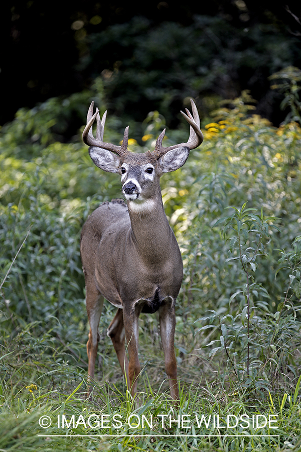 White-tailed Buck in Velvet.