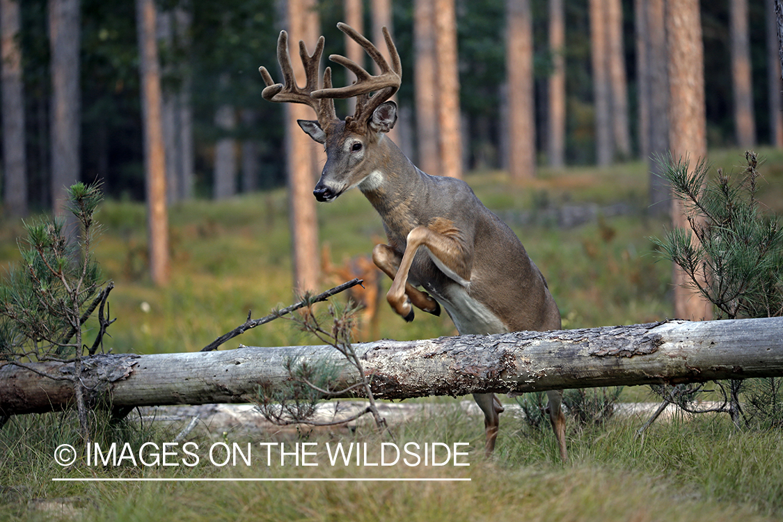 White-tailed buck jumping over log.