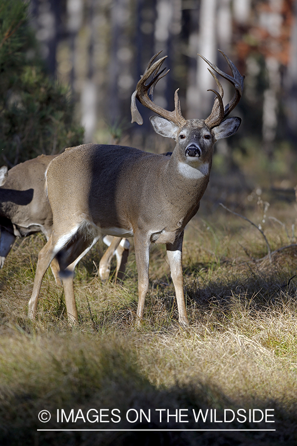 White-tailed buck in woods.