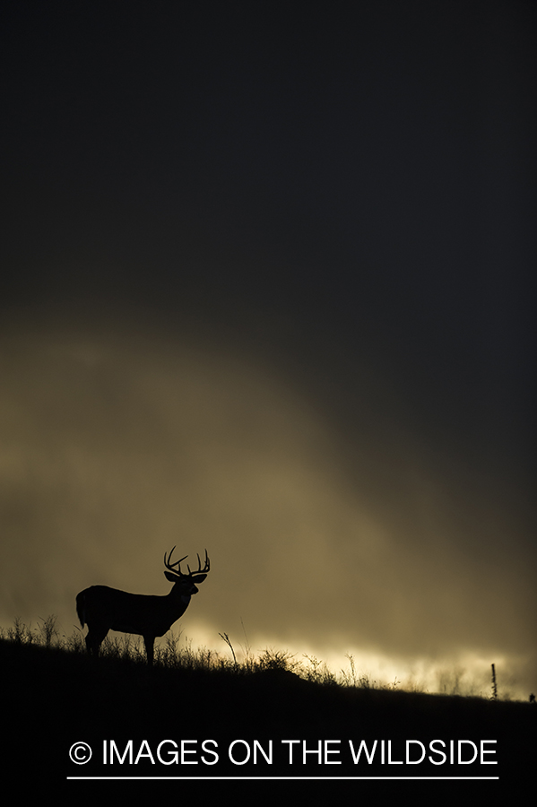 White-tailed buck silhouette on hill.