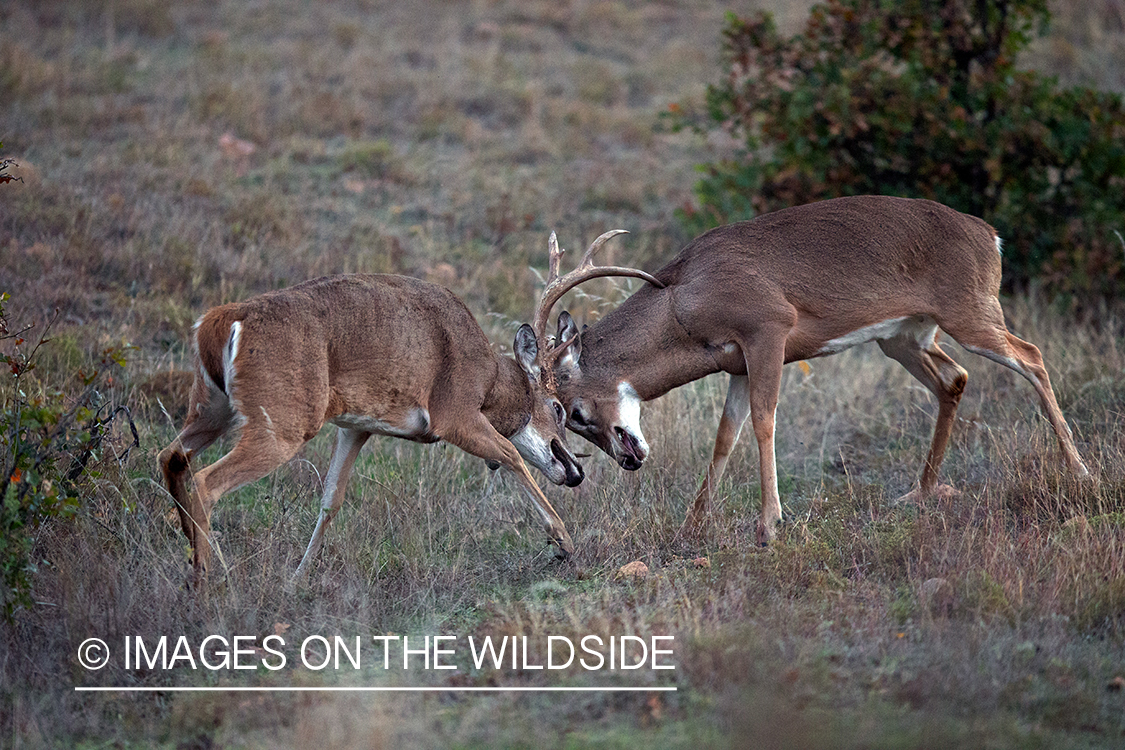 White-tailed bucks fighting.