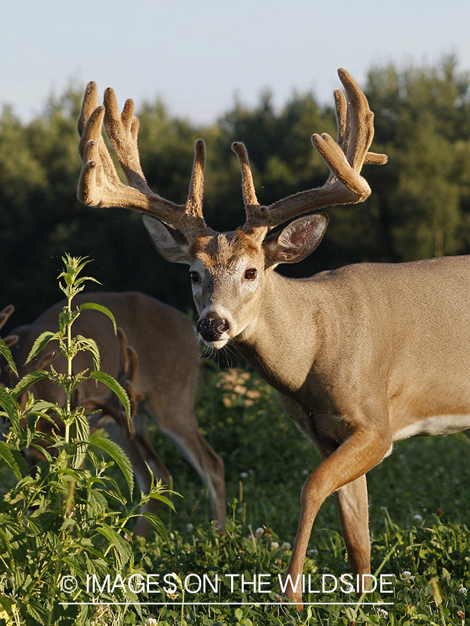 White-tailed buck in velvet.