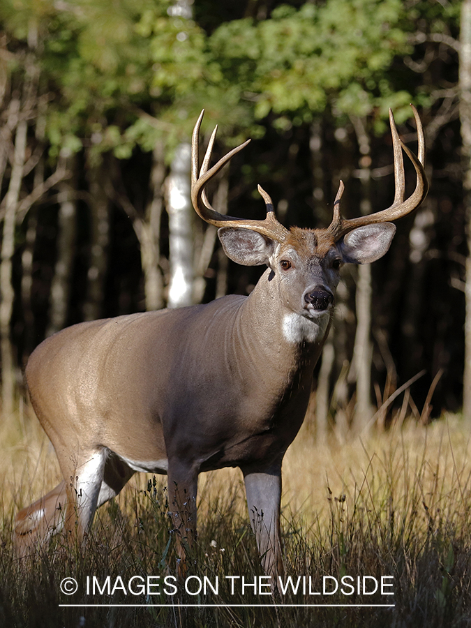 White-tailed buck in field.