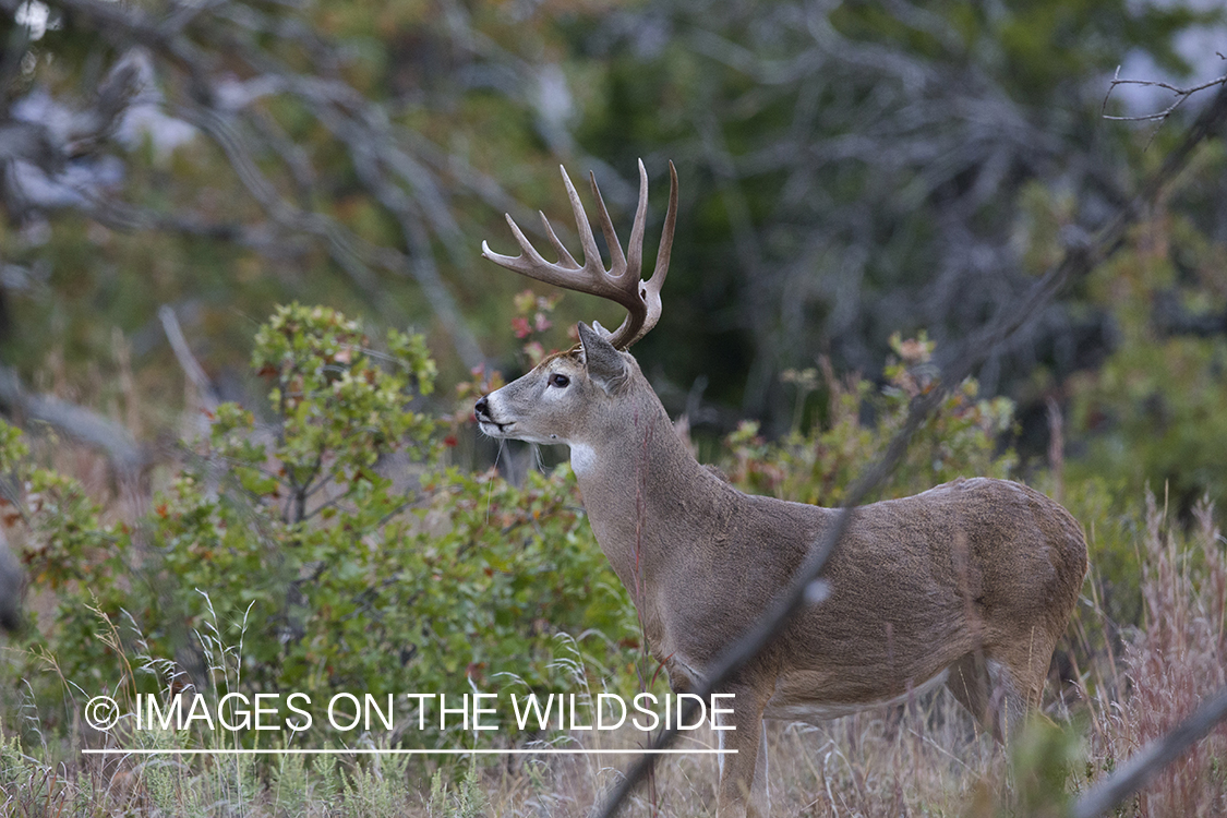 White-tailed buck in field.