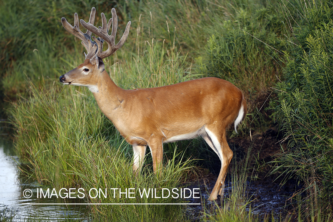 White-tailed buck next to stream.