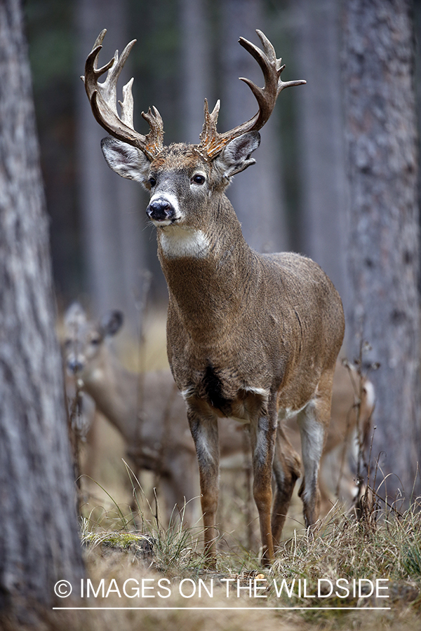 White-tailed buck in field.