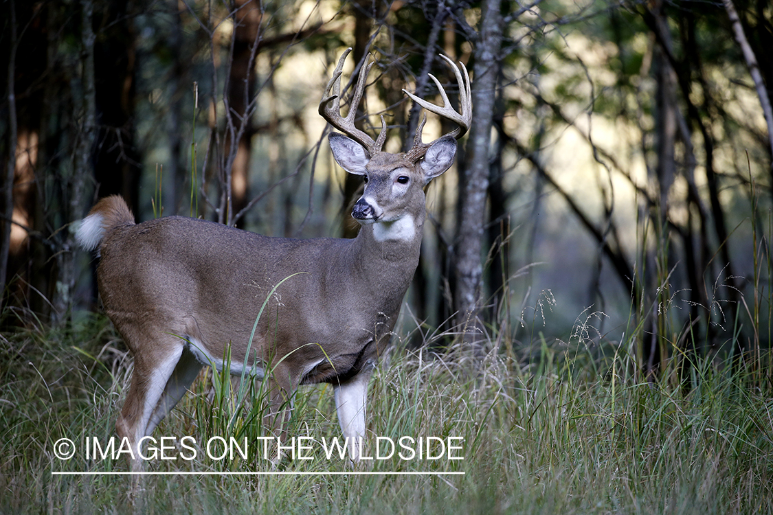 White-tailed buck in the rut.