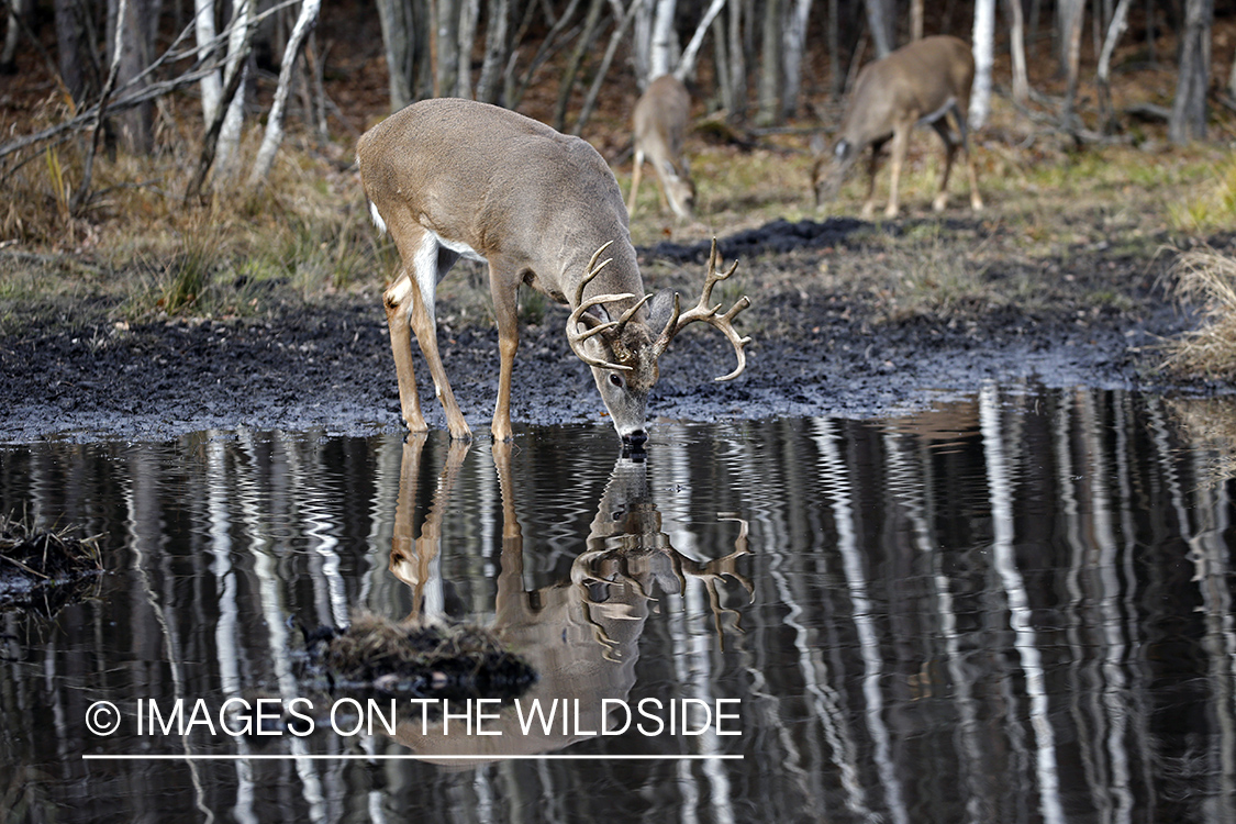 White-tailed buck in water.