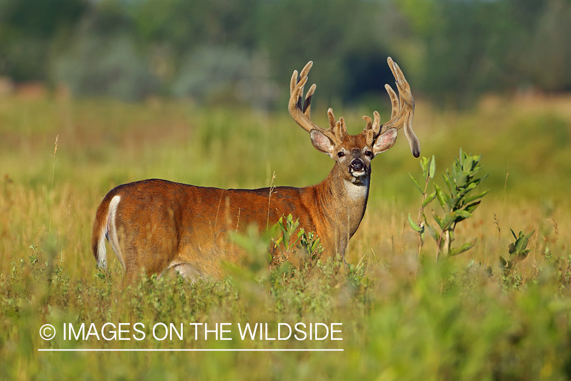 White-tailed buck in Velvet.