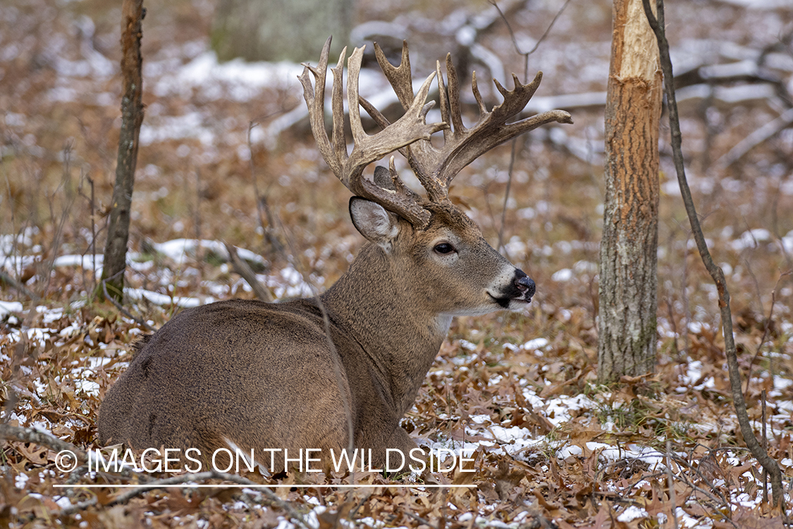 White-tailed buck in field.