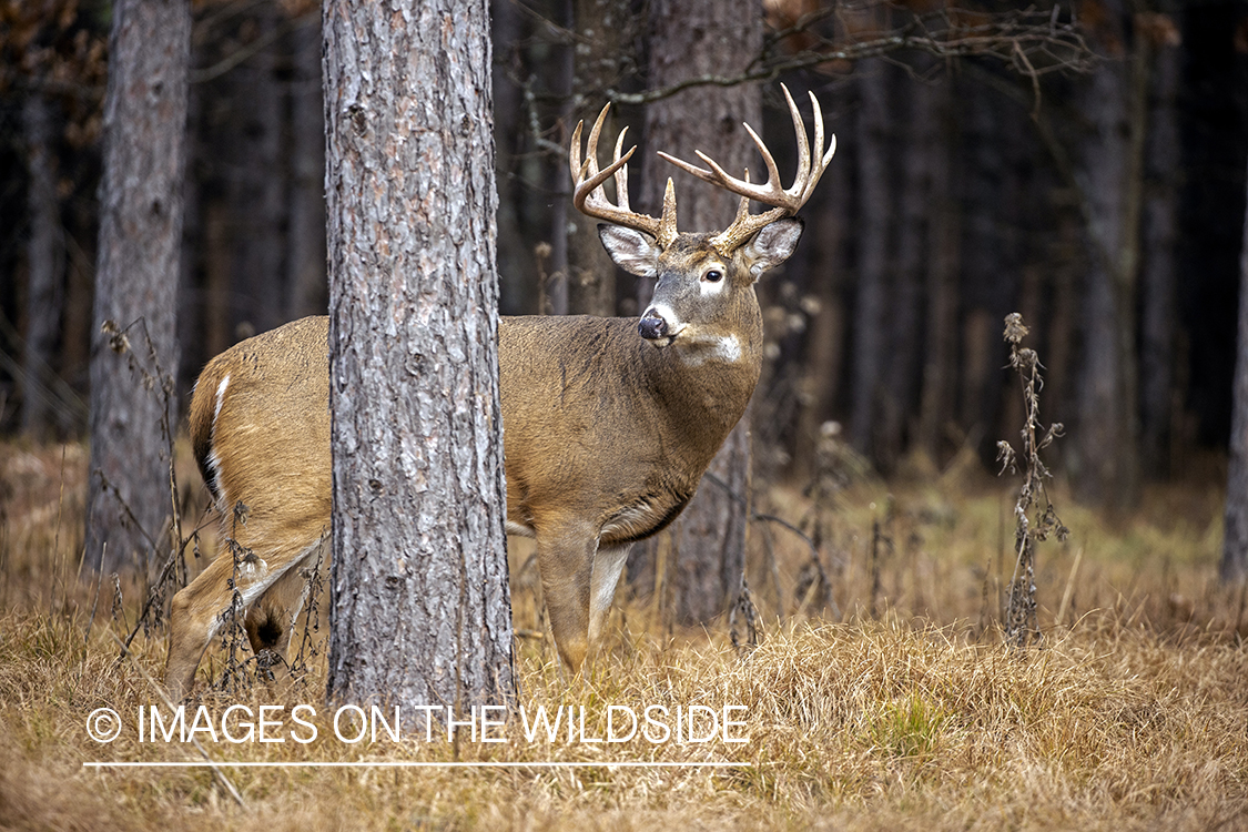 White-tailed buck in field.