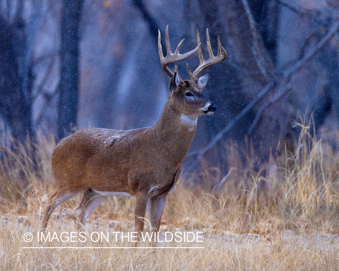 White-tailed buck in field.