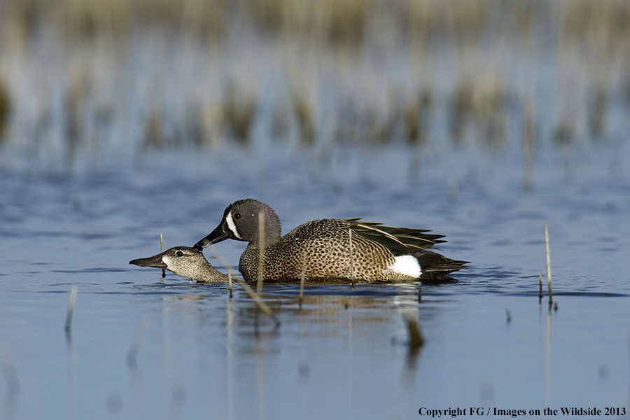 Blue-winged teals mating.