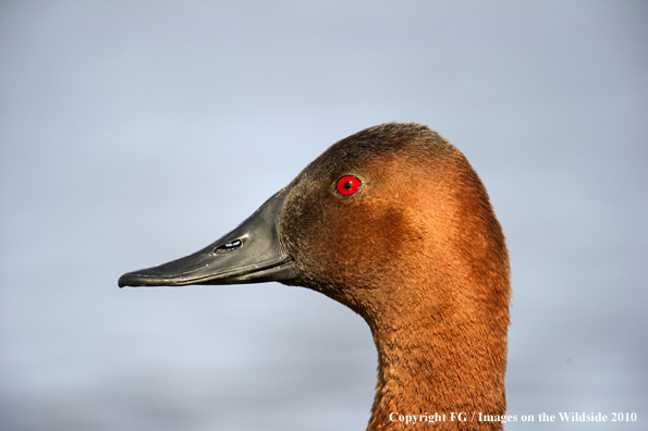 Canvasback drake in habitat