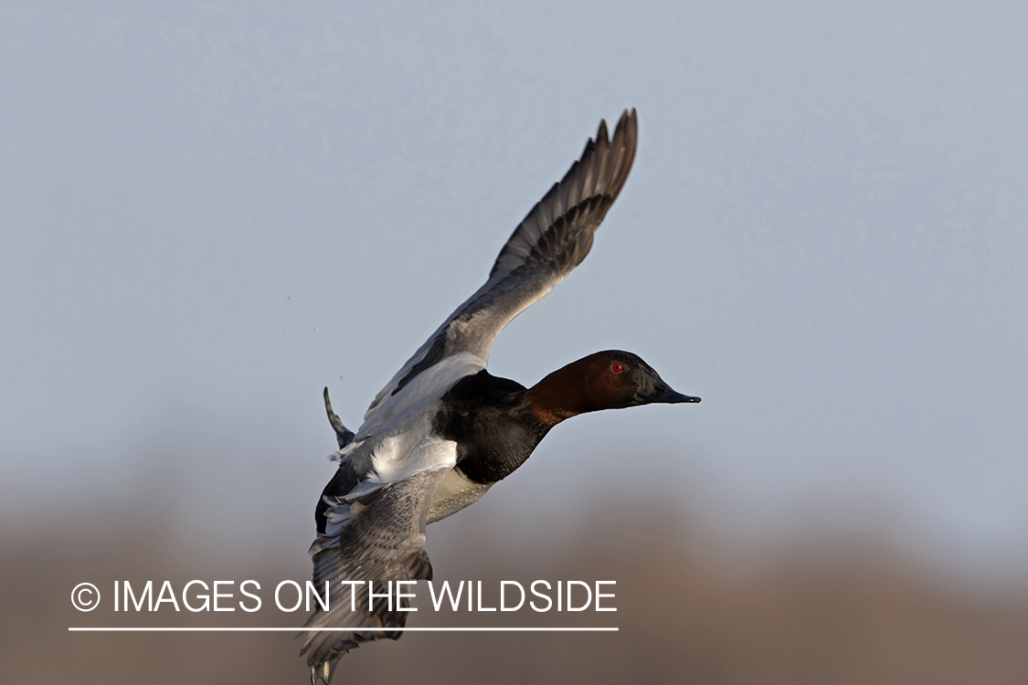 Canvasback (whiffling) in flight.