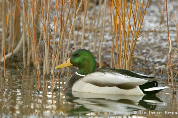 Mallard drake on pond.