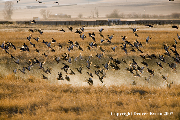 Mallard ducks in flight