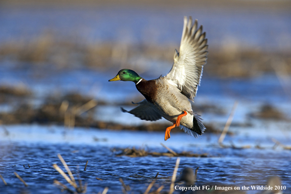 Mallard drake landing in habitat