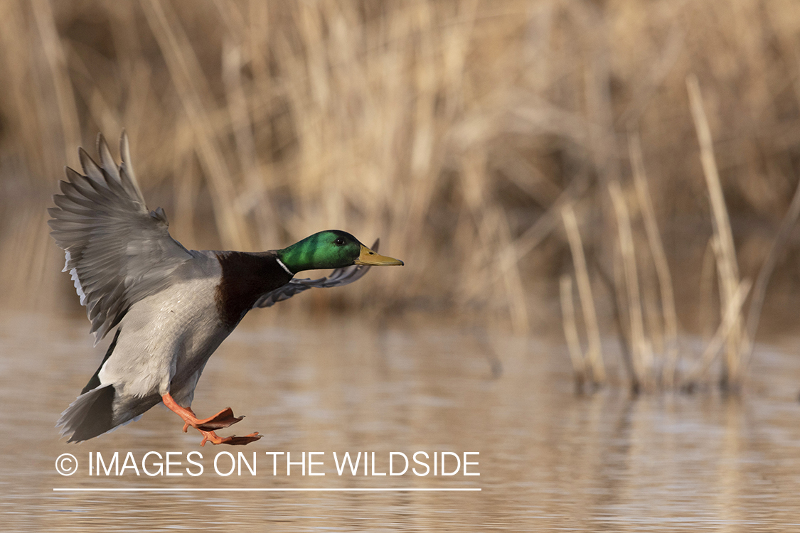 Mallard drake in flight.