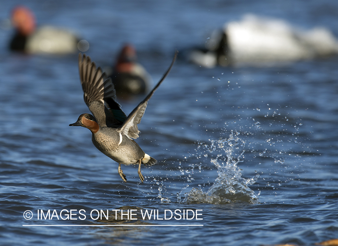 Green-winged Teal in flight.