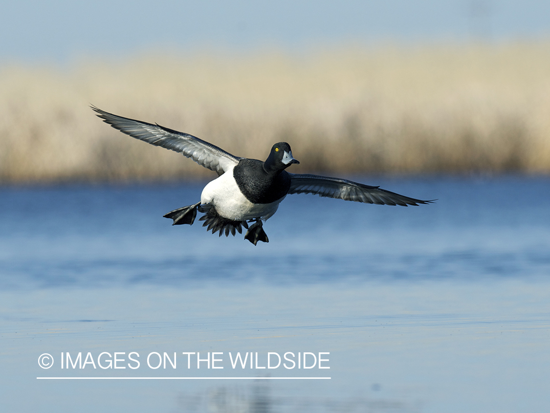 Lesser Scaup duck in flight.