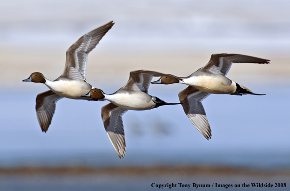 Pintails in habitat