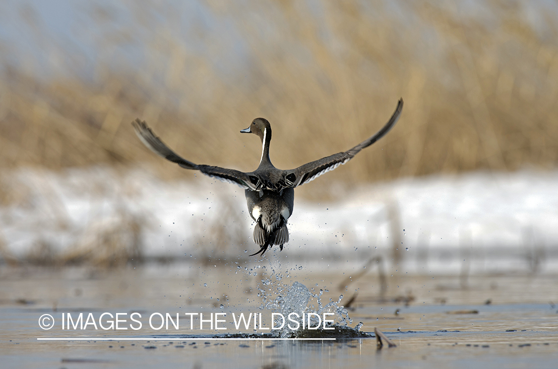 Pintail in flight.