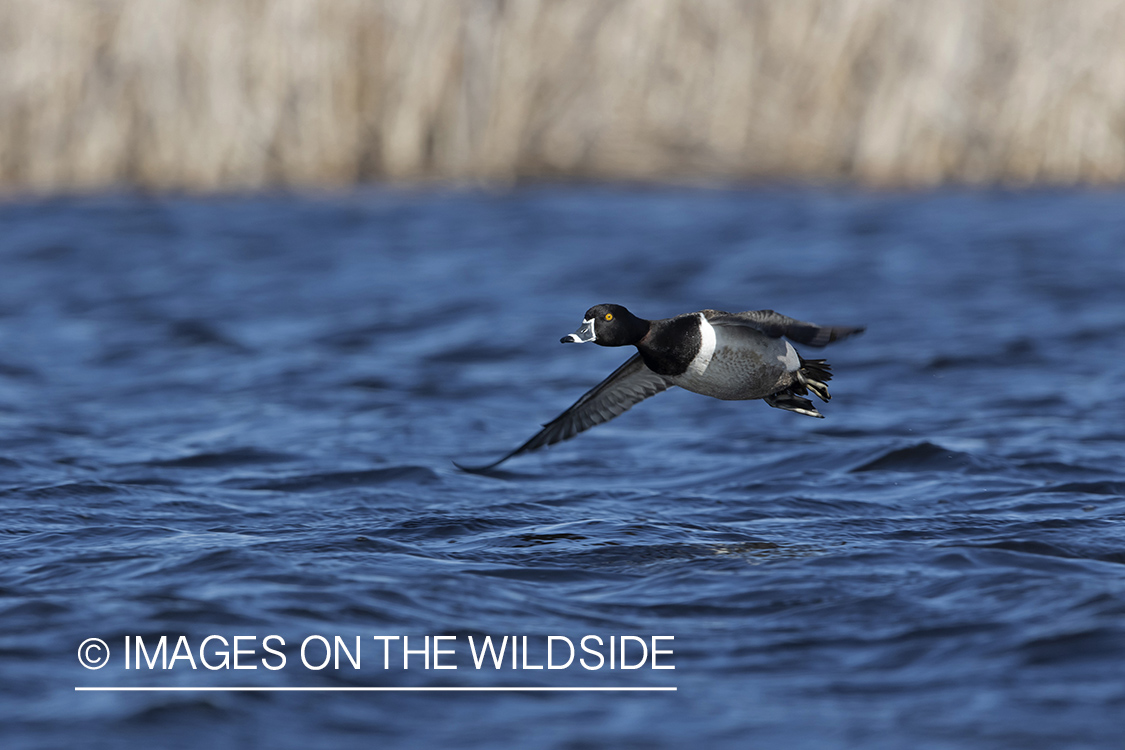 Ring-necked duck in flight.