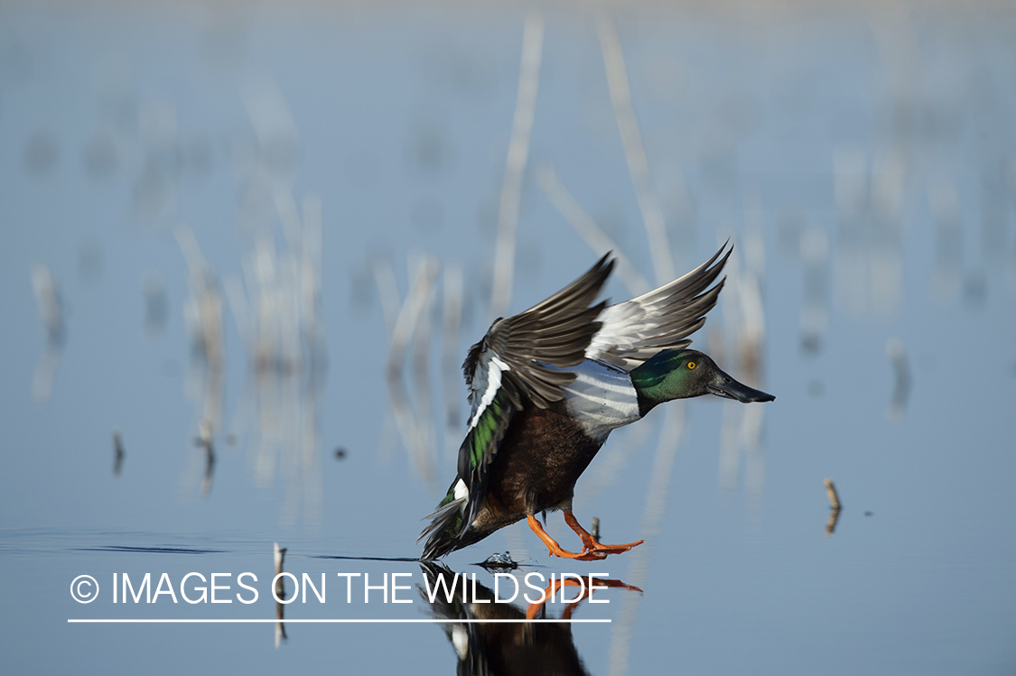 Shoveler duck landing on pond.