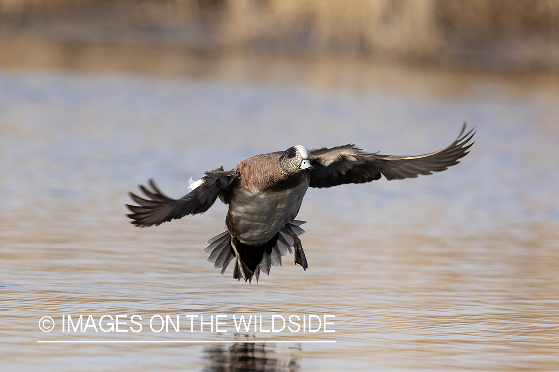 Wigeon drake in flight.