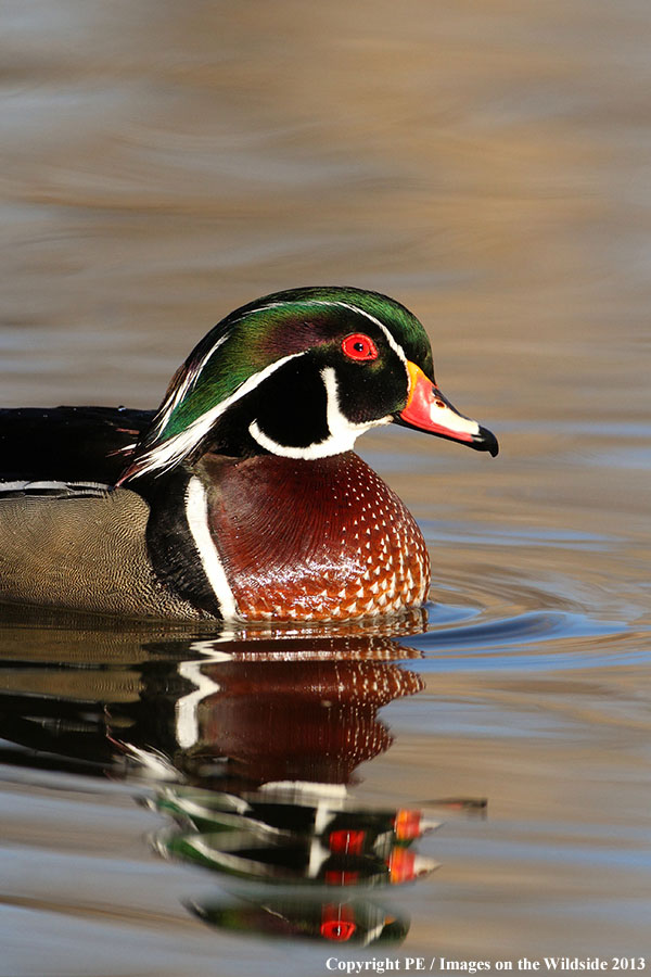 Wood Duck drake in habitat.