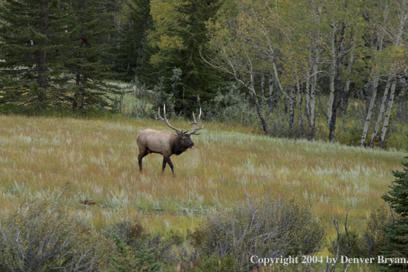 Rocky Mountain bull elk in habitat.