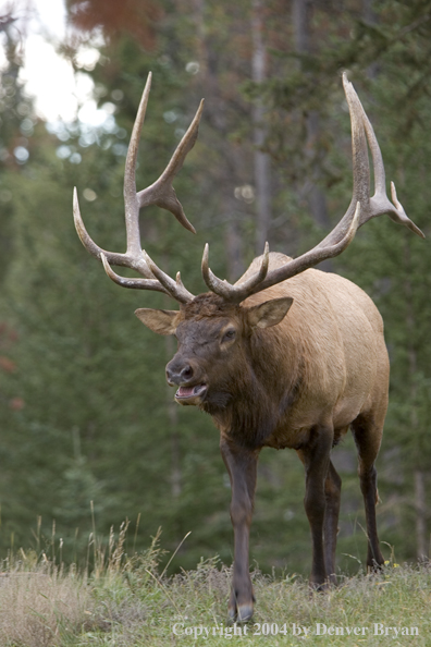 Rocky Mountain bull elk bugling.